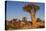 Namibia, Keetmanshoop, Quiver Tree Forest, Kokerboom.-Ellen Goff-Premier Image Canvas