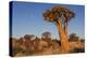 Namibia, Keetmanshoop, Quiver Tree Forest, Kokerboom.-Ellen Goff-Premier Image Canvas