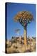 Namibia, Keetmanshoop, Quiver Tree Forest, Kokerboom.-Ellen Goff-Premier Image Canvas