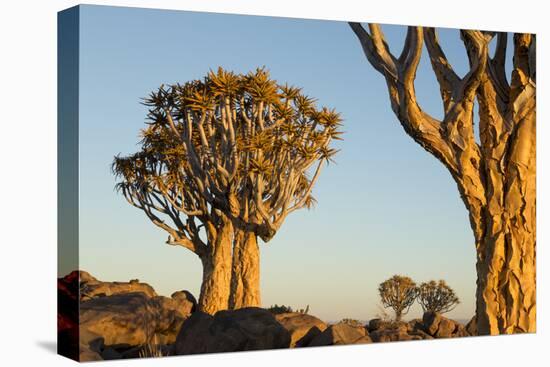 Namibia, Keetmanshoop. Quiver tree Forest landscape.-Jaynes Gallery-Premier Image Canvas