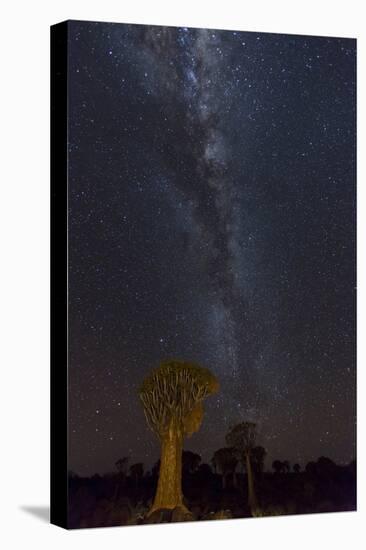 Namibia, Keetmanshoop. Quiver trees and Milky Way.-Jaynes Gallery-Premier Image Canvas