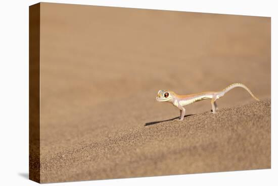 Namibia, Namib Desert. Palmetto gecko on sand.-Jaynes Gallery-Premier Image Canvas