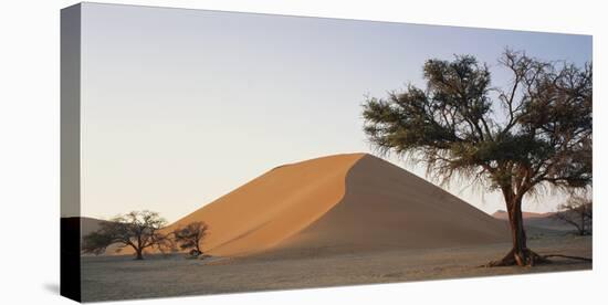 Namibia, Namib Naukluft National Park, Acacia Tree and Red Sand Dunes, Sossusvlei-Paul Souders-Premier Image Canvas