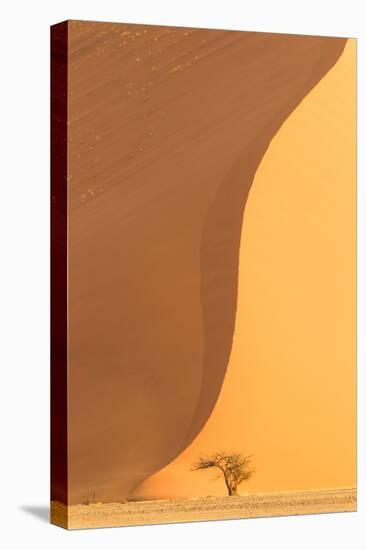 Namibia, Namib-Naukluft National Park, Sossusvlei. A dead camel thorn tree.-Ellen Goff-Premier Image Canvas