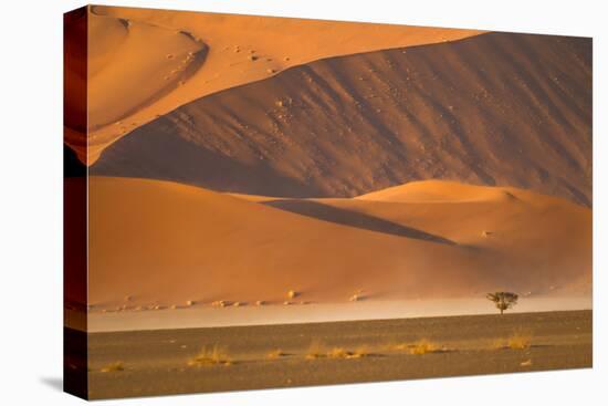 Namibia, Namib-Naukluft National Park, Sossusvlei. A dead camel thorn tree-Ellen Goff-Premier Image Canvas