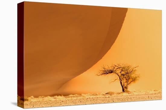 Namibia, Namib-Naukluft National Park, Sossusvlei. A dead camel thorn tree-Ellen Goff-Premier Image Canvas