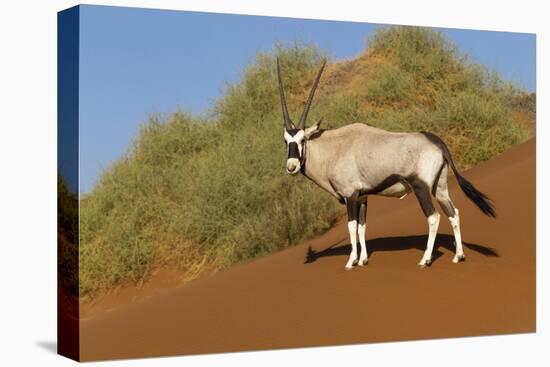 Namibia, Namib-Naukluft National Park, Sossusvlei. An Oryx standing on red sand.-Ellen Goff-Premier Image Canvas