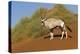 Namibia, Namib-Naukluft National Park, Sossusvlei. An Oryx standing on red sand.-Ellen Goff-Premier Image Canvas