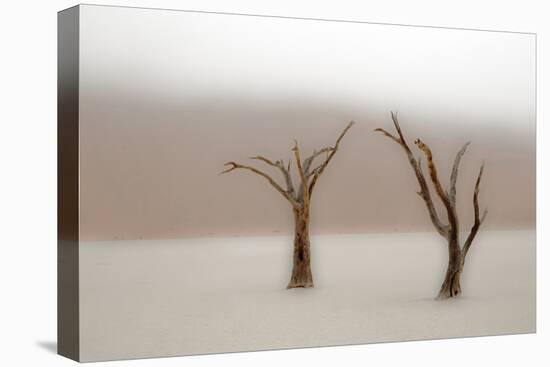 Namibia, Namib-Naukluft National Park, Sossusvlei, Dead Vlei. Ancient camel thorn trees in the fog.-Ellen Goff-Premier Image Canvas