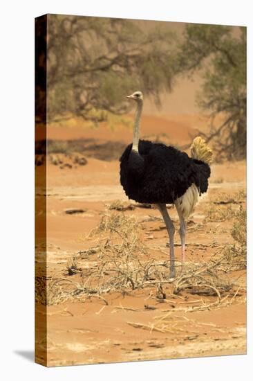 Namibia, Namib-Naukluft National Park, Sossusvlei. Male ostrich walking in the desert scrub.-Ellen Goff-Premier Image Canvas