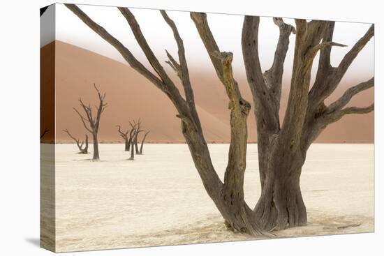 Namibia, Namib-Naukluft Park, Deadvlei. Dead camelthorn trees and fog.-Jaynes Gallery-Premier Image Canvas