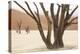 Namibia, Namib-Naukluft Park, Deadvlei. Dead camelthorn trees and fog.-Jaynes Gallery-Premier Image Canvas