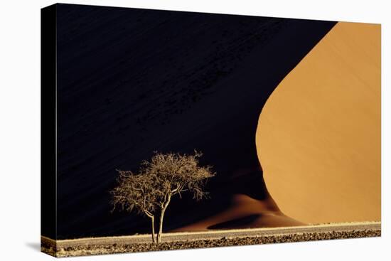 Namibia, Namib-Naukluft Park. Red Sand Dunes Contrast and Tree-Jaynes Gallery-Premier Image Canvas