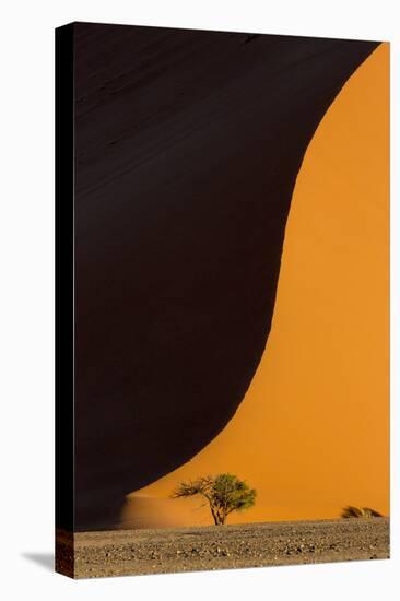 Namibia, Namib-Naukluft Park. Side-Lit Sand Dune and Tree-Wendy Kaveney-Premier Image Canvas