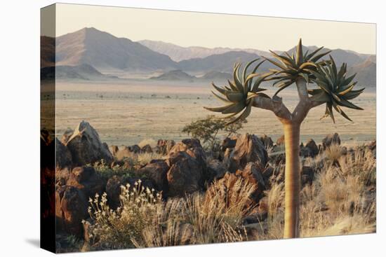 Namibia, Naukluft National Park, Quiver Tree, Aloe, Kokerboom-Stuart Westmorland-Premier Image Canvas