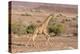 Namibia, Palmwag. Running giraffe.-Jaynes Gallery-Premier Image Canvas