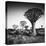 Namibia Quiver Trees-Nina Papiorek-Premier Image Canvas