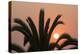 Namibia. Setting sun and a silhouetted palm tree, Swakopmund.-Brenda Tharp-Premier Image Canvas