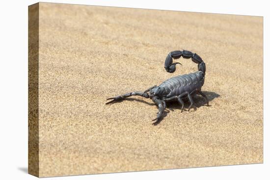 Namibia, Swakopmund. Black scorpion moving across the sand.-Ellen Goff-Premier Image Canvas