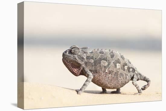 Namibia, Swakopmund. Namaqua chameleon walking on the sand.-Ellen Goff-Premier Image Canvas