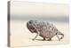 Namibia, Swakopmund. Namaqua chameleon walking on the sand.-Ellen Goff-Premier Image Canvas