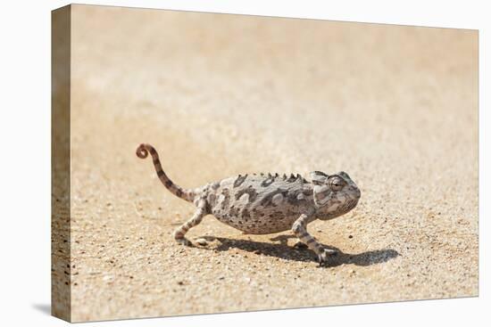 Namibia, Swakopmund. Namaqua chameleon walking on the sand.-Ellen Goff-Premier Image Canvas