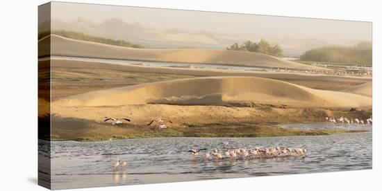 Namibia, Walvis Bay. Lesser flamingos gathering to feed.-Jaynes Gallery-Premier Image Canvas