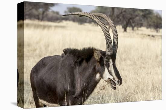 Namibia, Windhoek, Okapuka Ranch. Close-up of Sable Antelope-Wendy Kaveney-Premier Image Canvas