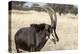 Namibia, Windhoek, Okapuka Ranch. Close-up of Sable Antelope-Wendy Kaveney-Premier Image Canvas