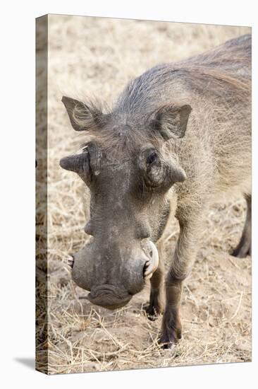 Namibia, Windhoek, Okapuka Ranch. Close-up of Warthog-Wendy Kaveney-Premier Image Canvas