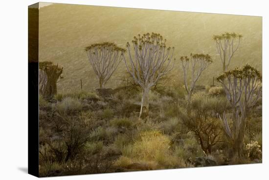 Namibia-Art Wolfe-Premier Image Canvas