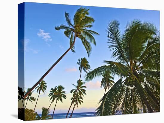 Nanuku Levu, Fiji Islands Palm Trees with Coconuts, Fiji, South Pacific, Oceania-Miva Stock-Premier Image Canvas