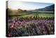 Napa Valley Spring Afternoon-George Oze-Premier Image Canvas