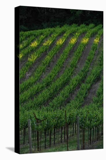 Napa Valley Vineyard-Steve Gadomski-Premier Image Canvas