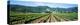 Napa Valley Vineyards Hopland, CA-null-Premier Image Canvas