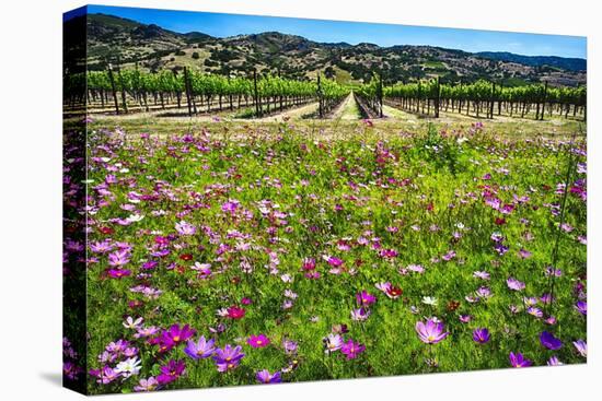 Napa Valley Wildflowers And Grapevines-George Oze-Premier Image Canvas