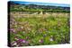 Napa Valley Wildflowers And Grapevines-George Oze-Premier Image Canvas