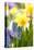 Narcissi, Daffodils, Grape Hyacinths-Sweet Ink-Premier Image Canvas