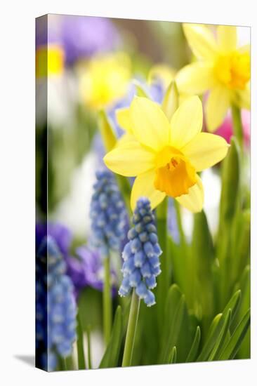 Narcissi, Daffodils, Grape Hyacinths-Sweet Ink-Premier Image Canvas