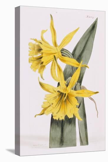 Narcissi-William Curtis-Premier Image Canvas