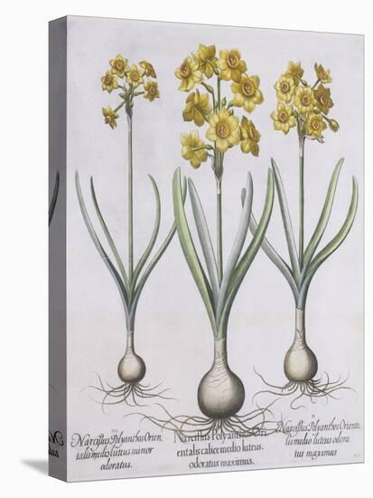 Narcissis Polyanthus-Basilius Besler-Premier Image Canvas