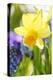 Narcissus, Daffodil, Grape Hyacinth-Sweet Ink-Premier Image Canvas