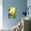 Narcissus, Daffodil, Grape Hyacinth-Sweet Ink-Premier Image Canvas displayed on a wall