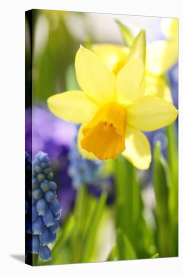 Narcissus, Daffodil, Grape Hyacinth-Sweet Ink-Premier Image Canvas