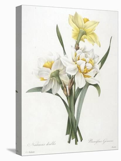 Narcissus Gouani (Double Daffodil), 1827-Pierre Joseph Redoute-Premier Image Canvas