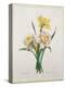 Narcissus Gouani (Double Daffodil), Engraved by Bessin, from 'Choix Des Plus Belles Fleurs', 1827-Pierre-Joseph Redouté-Premier Image Canvas