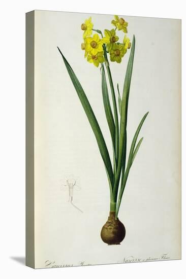 Narcissus Lazetta, from `'Plantae Selectae' by Christoph Jakob Trew-Pierre-Joseph Redouté-Premier Image Canvas