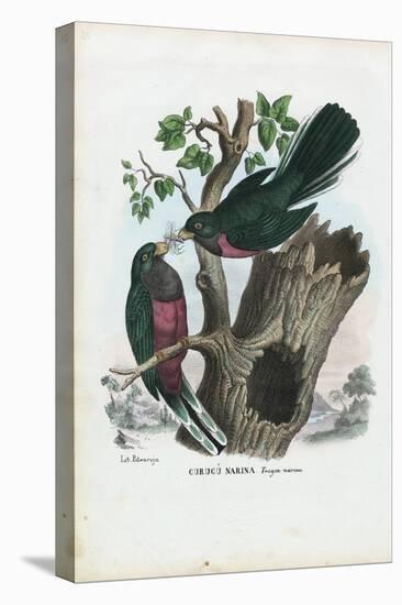 Narina Trogon, 1863-79-Raimundo Petraroja-Premier Image Canvas