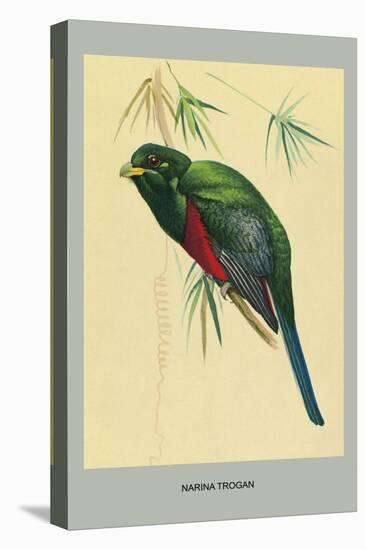 Narina Trogon-Louis Agassiz Fuertes-Stretched Canvas