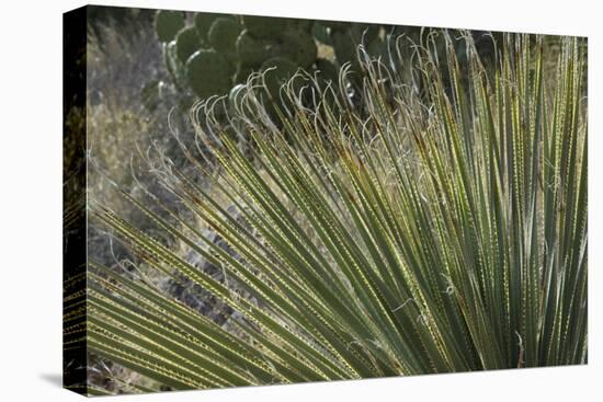 Narrow-Leaf Yucca in the Little Florida Mountains, New Mexico-null-Premier Image Canvas